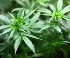 Genetic link to marijuana use causing psychosis, suicide