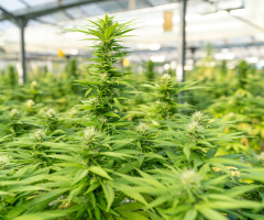 Marijuana linked to increased risk of suicidal thoughts: study