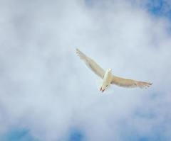 How to know the truth about the Trinity