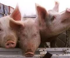 Christians, there is everything wrong with eating meat