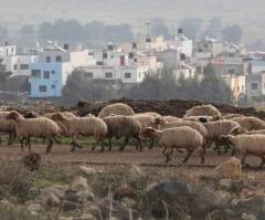 Why sheep need shepherd in spiritual terms