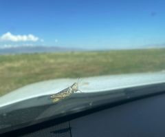 National Weather Service blames military 'chaff', not plague of locusts, for Utah radar anomaly