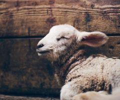 What does it mean for Jesus to be our 'Good Shepherd'?