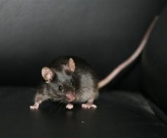 Researchers Tout Major Advance with New Stem Cell Type