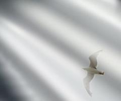 If the Son Sets You Free