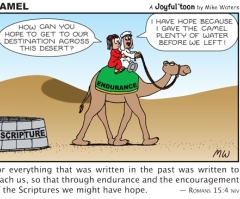 Camel