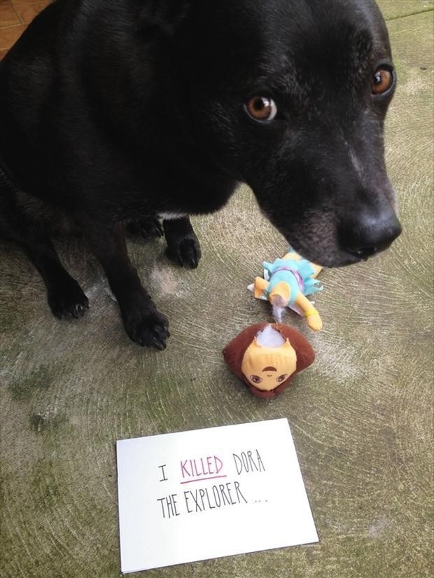 10 Adorable Dogs Caught in the Act of Committing Doggie Crimes - They ...