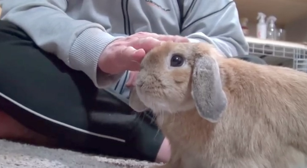 Adorable Bunny Has Hilarious Temper Tantrum When Owner Stops Petting It