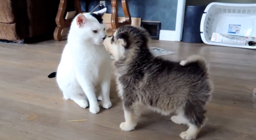 Puppies Meet a Cat for the First Time and It's Extremely Adorable (VIDEO)