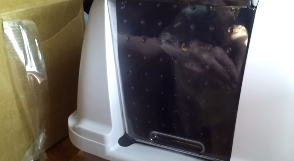 Cat Can't Figure Out How to Get Out of Litter Box and It's Hilariously Sad