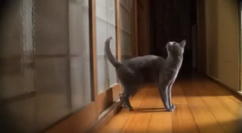 This Cat Gets Its Owner's Attention in the Most Hilarious Yet Familiar ...