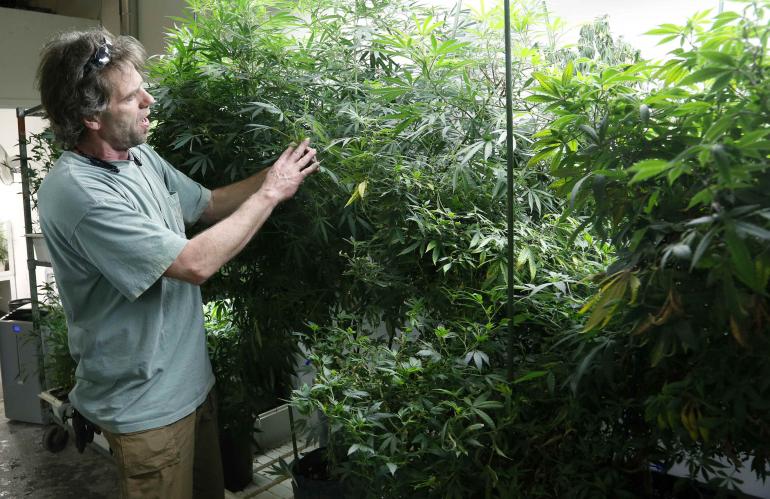 Effects of Legalized Pot in Colorado: Deaths, Infused Student Snacks and Out-of-State Customers - Vimarsana News