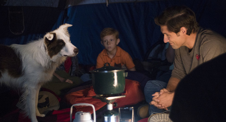 'The Stray' Director: Can God Send Dogs as Guardian Angels? (Interview ...