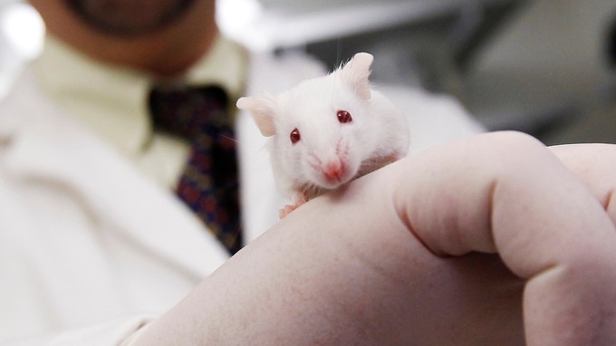 Tax Dollars Funding Creation of 'Humanized Mice' Using Aborted Human Baby Organs, Journals Show - Vimarsana News