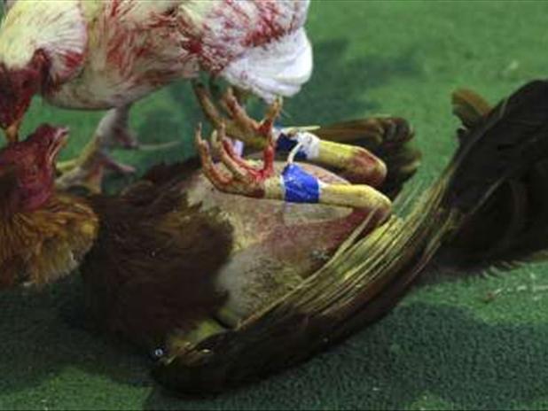 Tar Heel lawmakers need to upgrade the cockfighting statutes - Vimarsana News