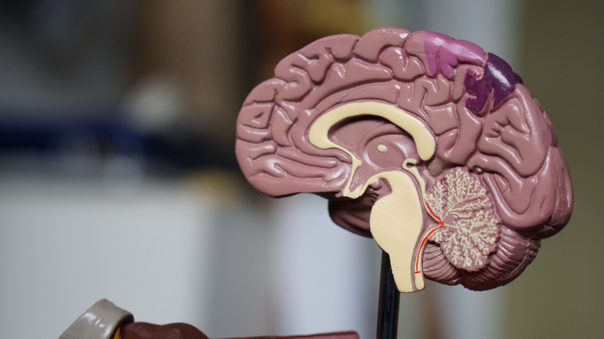 Gilder, One human brain as complex as the entire global internet - Vimarsana News