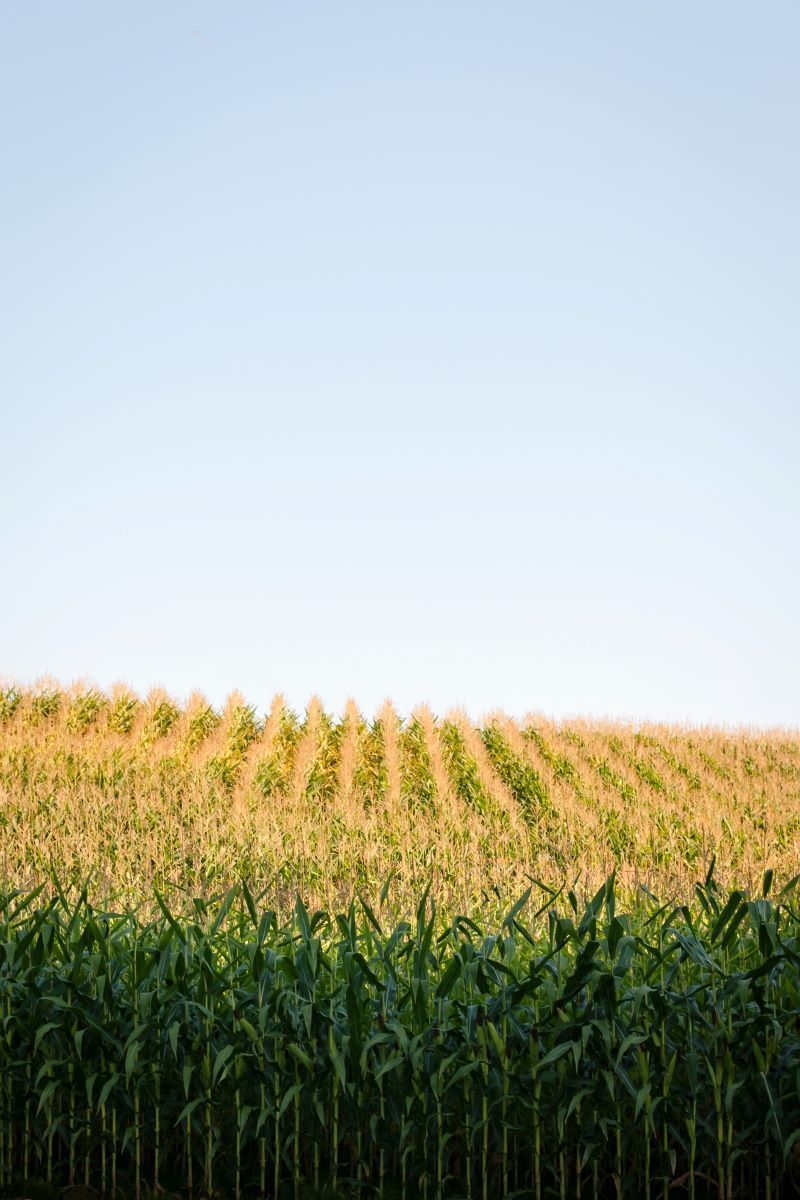 Let's get some facts straight on ethanol - Vimarsana News