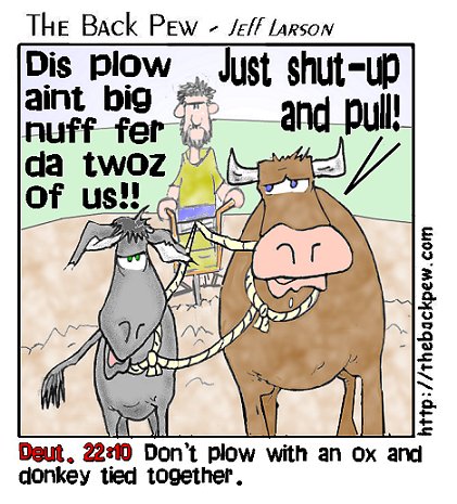 Donkey and Ox Plowing