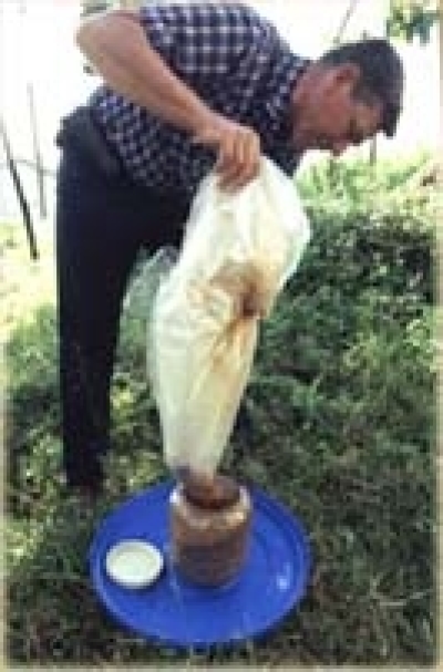 Missionary Calvin Fox, seen in action at the demonstration farm he developed in India