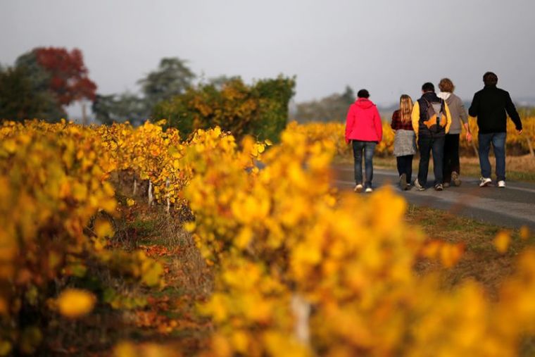 People walk in vineyards on an autumn day in Chateau-Thebaud, western France, November 1, 2016.