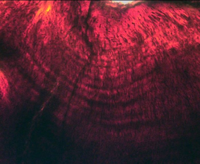 The daily growth lines discovered by scientists in the tooth of a fossilized Hypacrosaurus embryo. Using this it was determined that dinosaur eggs twice as long to hatch as bird eggs of a similar size.