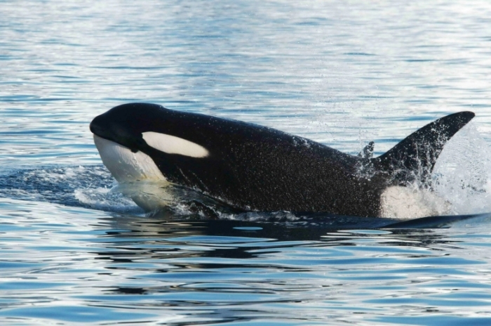 Representative image of an orca, or killer whale as they're commonly known, as it breaches the waters near the coast of British Columbia, Canada.