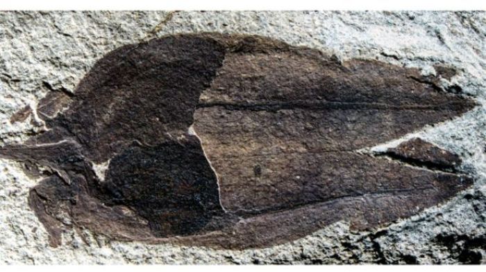 The 52 million-year-old fossilized fruit discovered in a volcanic lake in Patagonia Argentina.