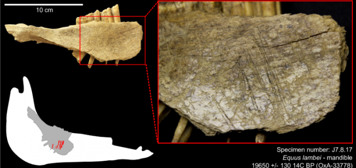 Cut marks on a horse mandible from Bluefish Cave II; the specimen is dated to 19,650 years before present; the bone surface is a bit weathered and altered by root etching but the cut marks are well preserved; they are located on the medial side, under the third and second molars, and are associated with the removal of the tongue using a stone tool.