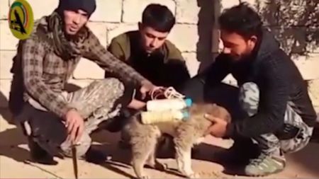 Islamic State have reportedly strap homemade suicide belts to dogs in this video released February 2017.