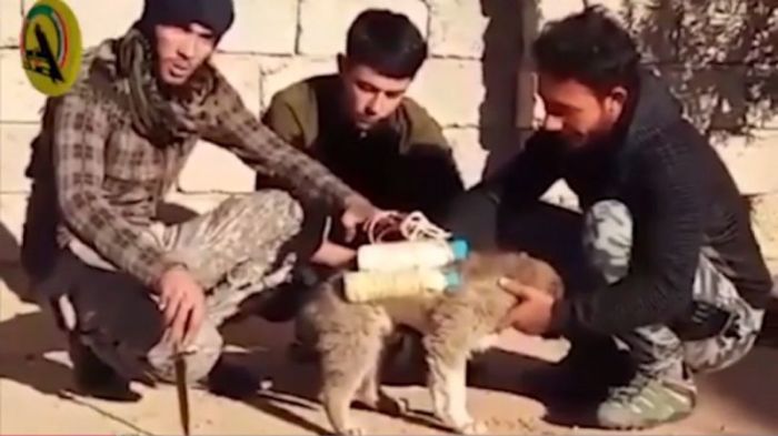 Islamic State have reportedly strap homemade suicide belts to dogs in this video released February 2017.