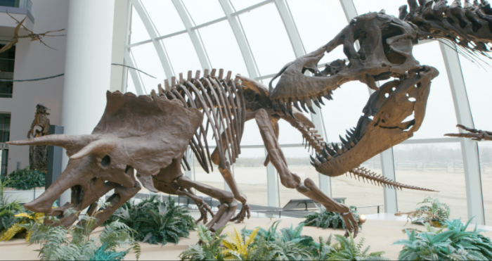 Triceratops and Tyrannosaurus Rex fossils at Discovery Park of America, December 2017.
