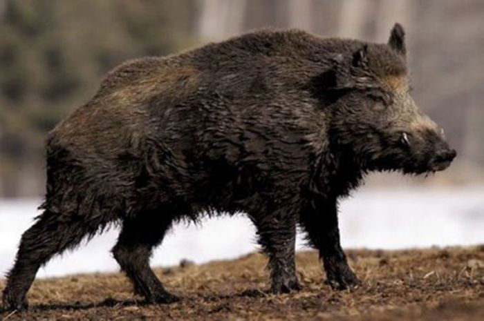 A wild boar, the kind of animals that attacked a band of ISIS fighters on Sunday.