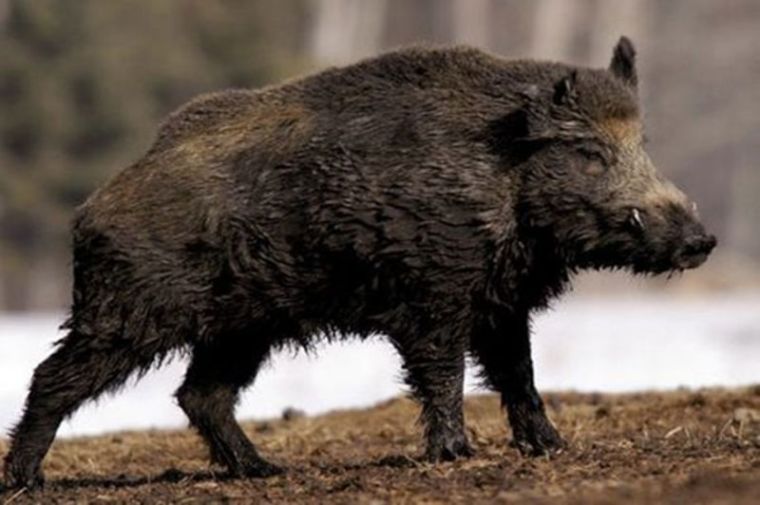 Wild boar
