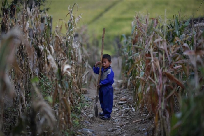 A stunted North Korean child stands with a shovel in shrivelled corn field in a disaster-hit part of the country.