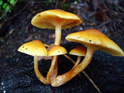 Gymnopilus luteoviridis