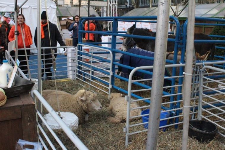 Volunteers and other onlookers observe some of the animals on display at World Vision's interactive pop-up shop in New York City's Bryant Park on Tuesday November 28, 2017.