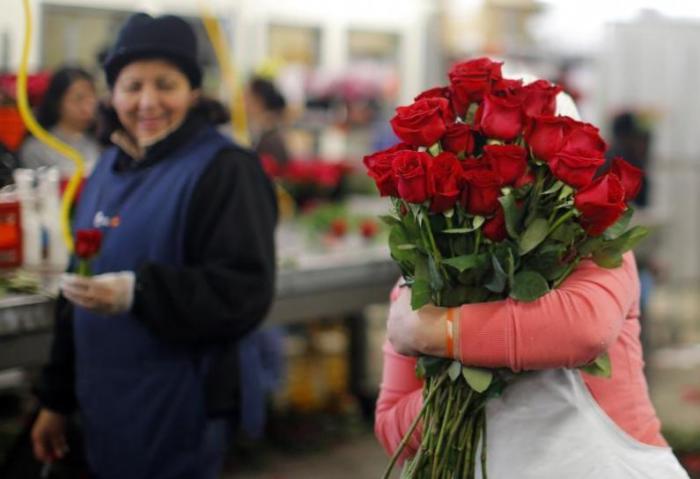 A worker carries an armload of red roses at Winston Flowers in Boston, Massachusetts February 13, 2013, the day before Valentine's Day. According to Winston Flowers, they will deliver 350,000 roses on Valentine's Day.