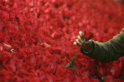 Sectarian Roses Is it time for Christians to dump 'The Bachelor'?