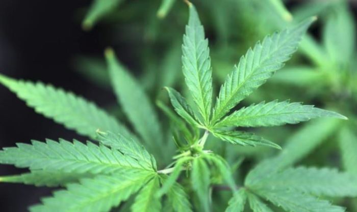 Marijuana plants are sold at the Canna Pi medical marijuana dispensary in Seattle, Washington.