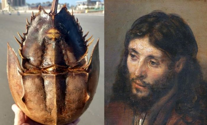 A a horseshoe crab shell (L) found on Canaveral National Seashore in New Smyrna Beach, Fl., and the Head of Christ (R)a 1648 painting by the Dutch artist Rembrandt.