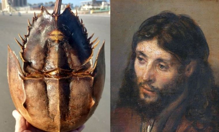Jesus Crab, Rembrandt