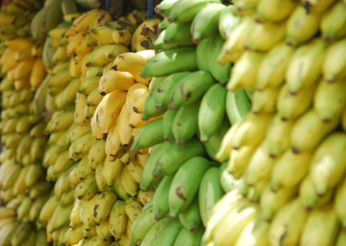 Bananas could be at risk of going extinct due to the harmful effects of the Panama Disease
