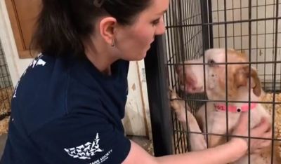 Screen grabbed of a Facebook video showing one of the dogs rescued by the Humane Society of the United States's Animal Rescue Team in a property in Mississippi.