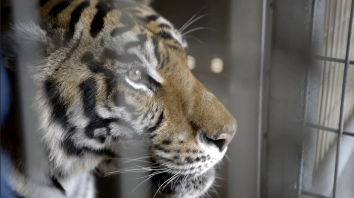 Tasha, the Siberian tiger, sits in a cage at The Wild Animal Sanctuary in Colorado.