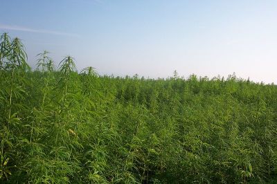 Industrial hemp for fiber and for grain grows in France.