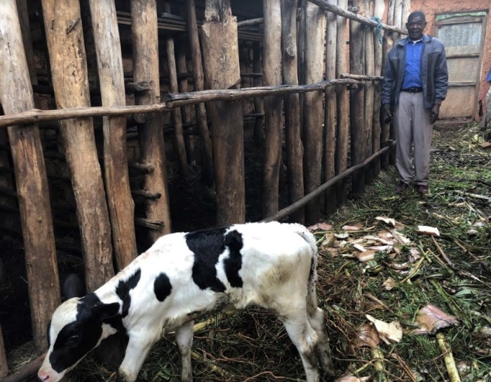 Andrew Birasa looks after a cow at his home in the Southern Province of Rwanda in February 2019. 