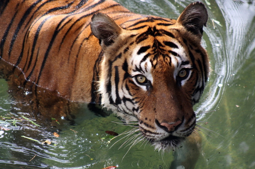 Malayan Tiger
