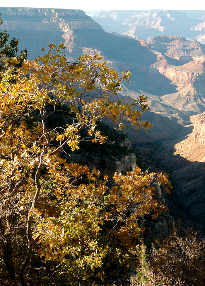 The Grand Canyon, one of the world’s greatest natural wonders, is celebrating its hundredth anniversary as a national park in 2019. 