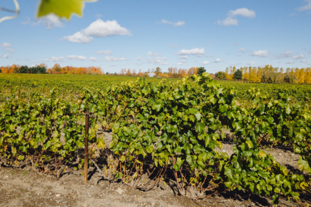 The heart of Quebec’s wine industry is in the Eastern Townships.