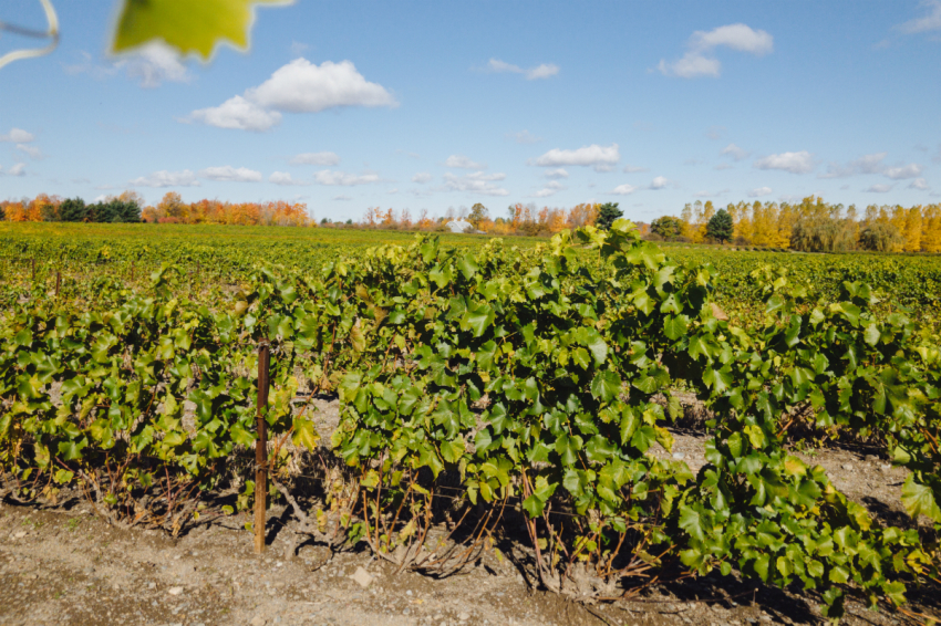 The heart of Quebec’s wine industry is in the Eastern Townships.